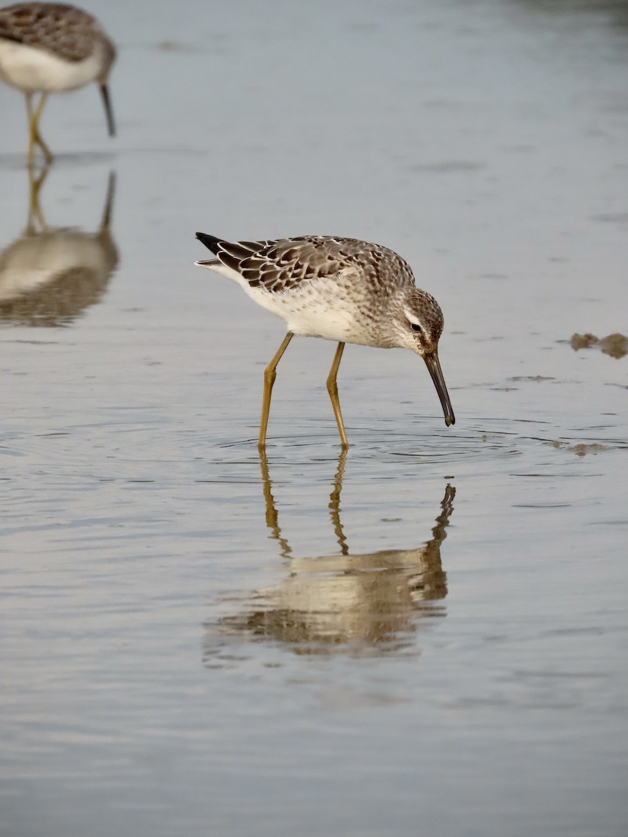 Stilt Sandpiper - ML482192751