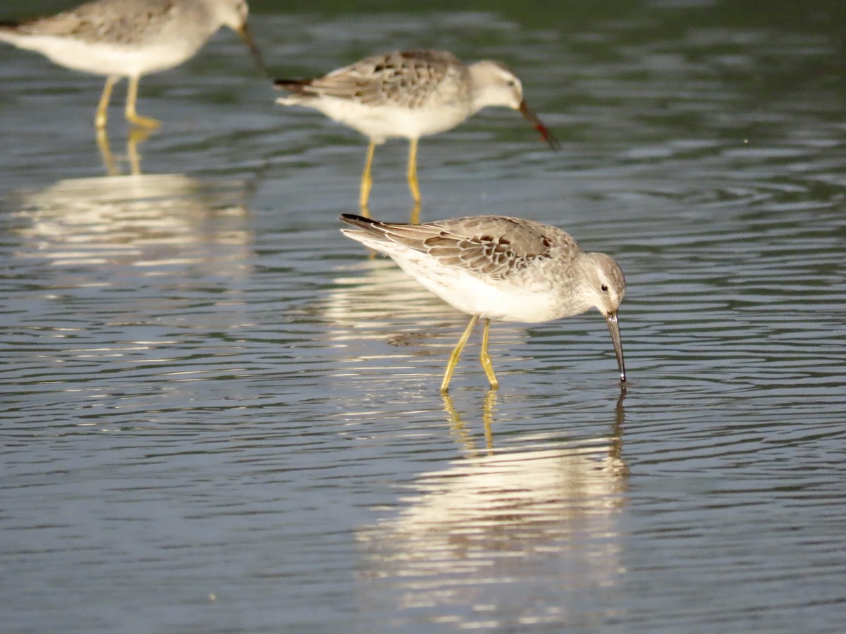 Stilt Sandpiper - ML482192761