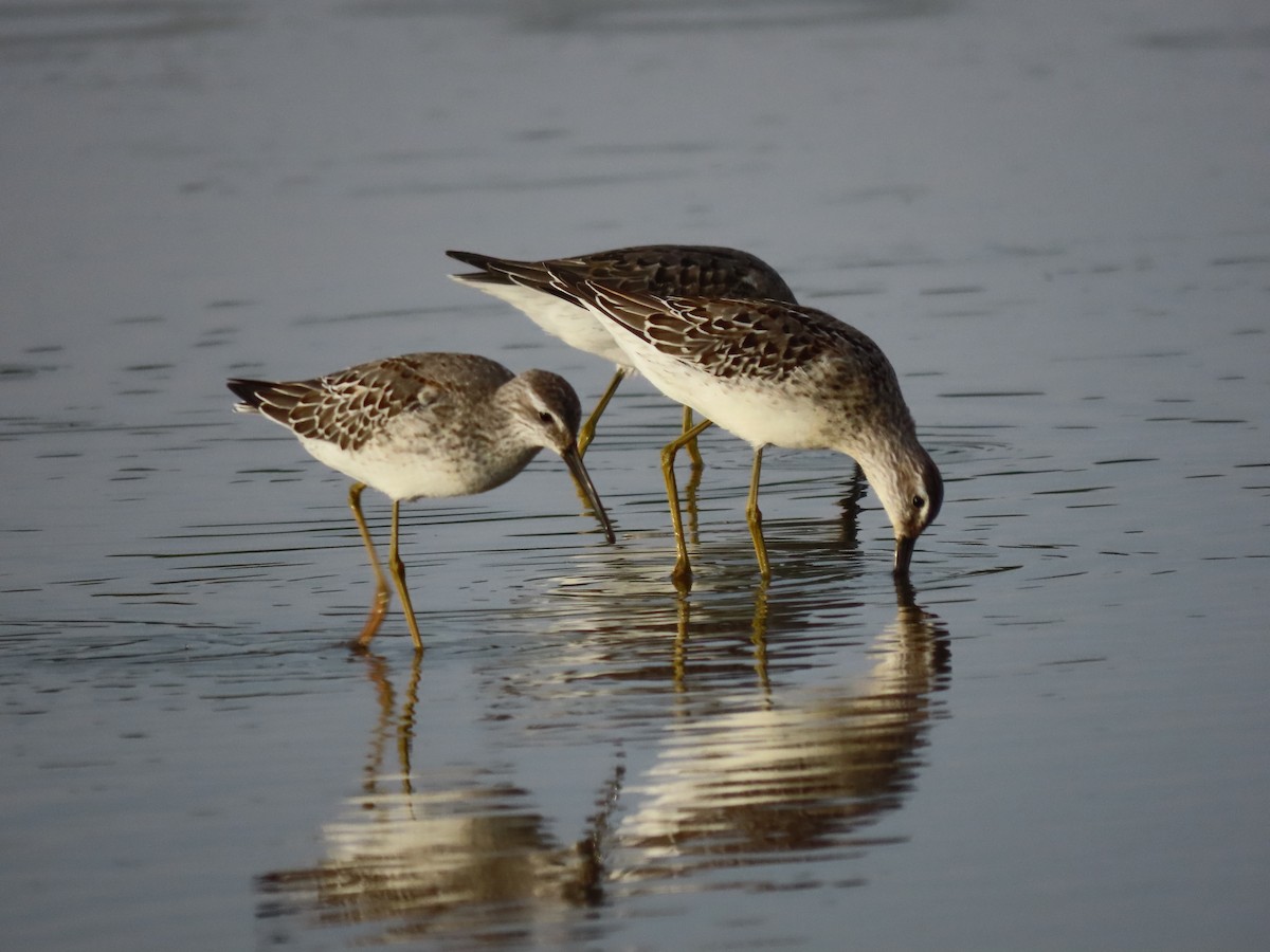 Stilt Sandpiper - ML482192771