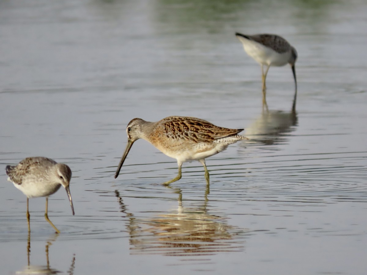 Short-billed Dowitcher - Alan  Troyer