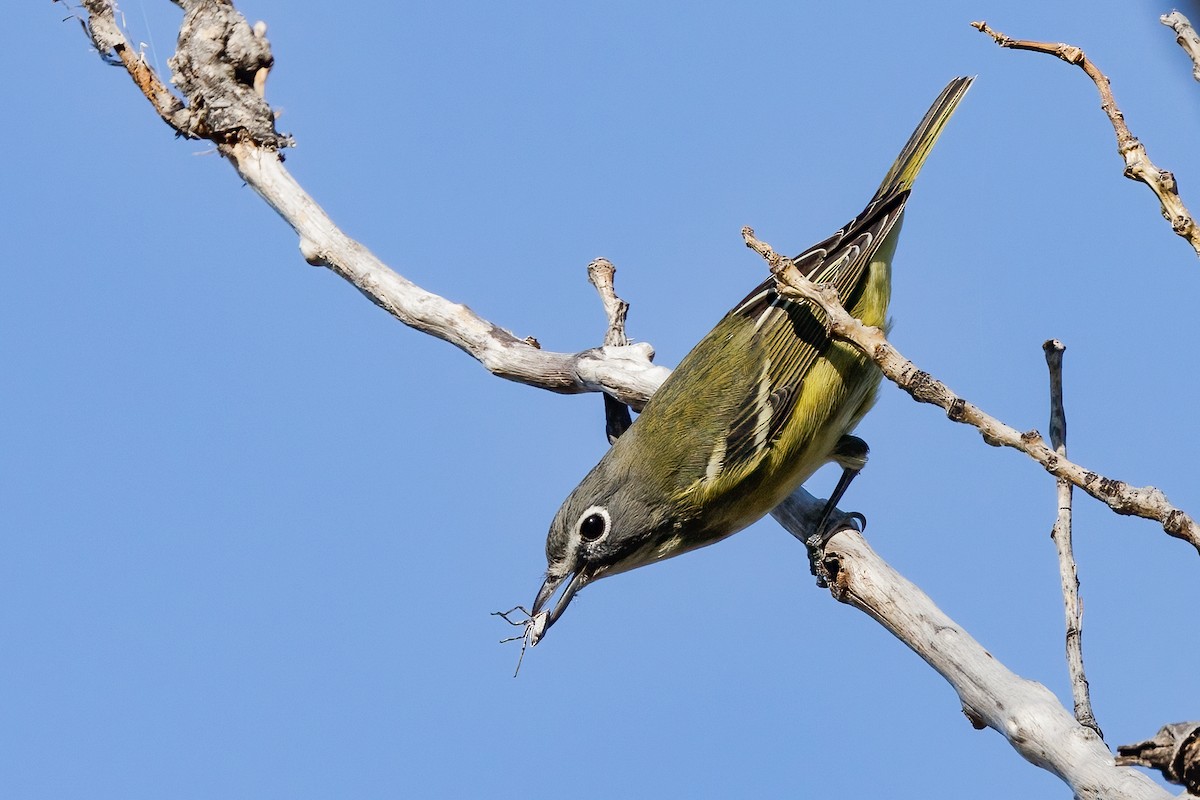 Mavi Başlı Vireo - ML482193491