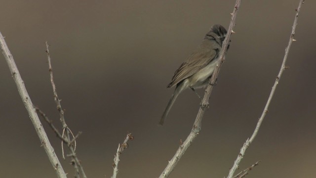 Black-throated Sparrow - ML482194