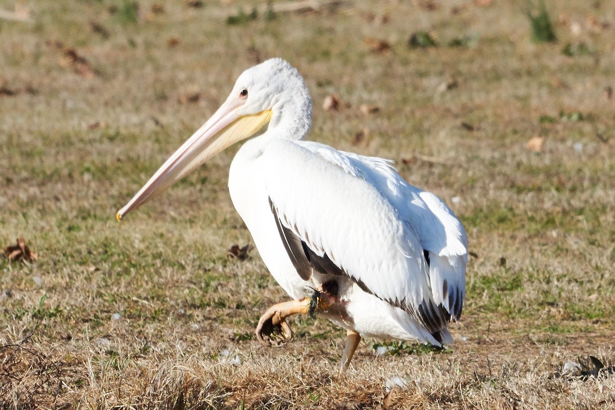 American White Pelican - Kuen Wu
