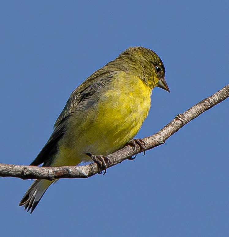 Lesser Goldfinch - ML482195321