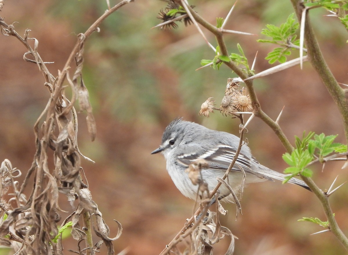 White-crested Tyrannulet (White-bellied) - ML482195341