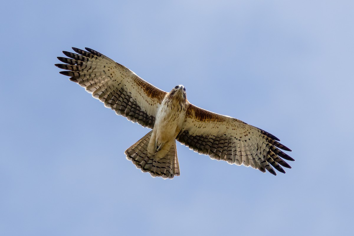 Águila Chica - ML482195381