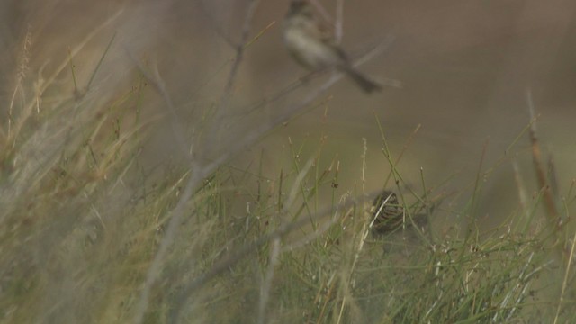 Brewer's Sparrow - ML482197