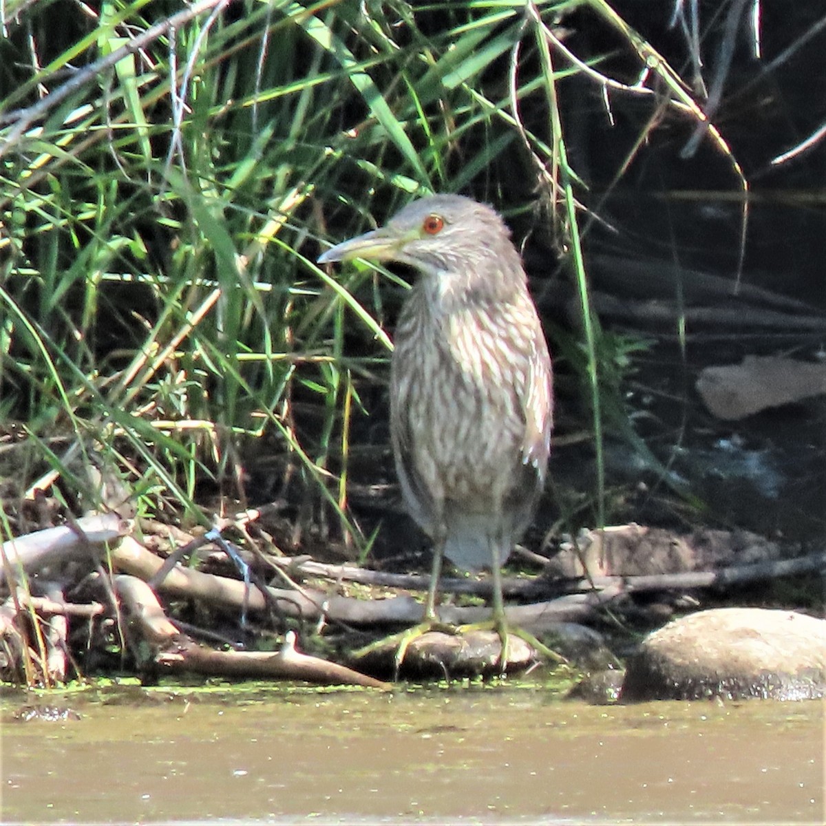 Black-crowned Night Heron - ML482197181