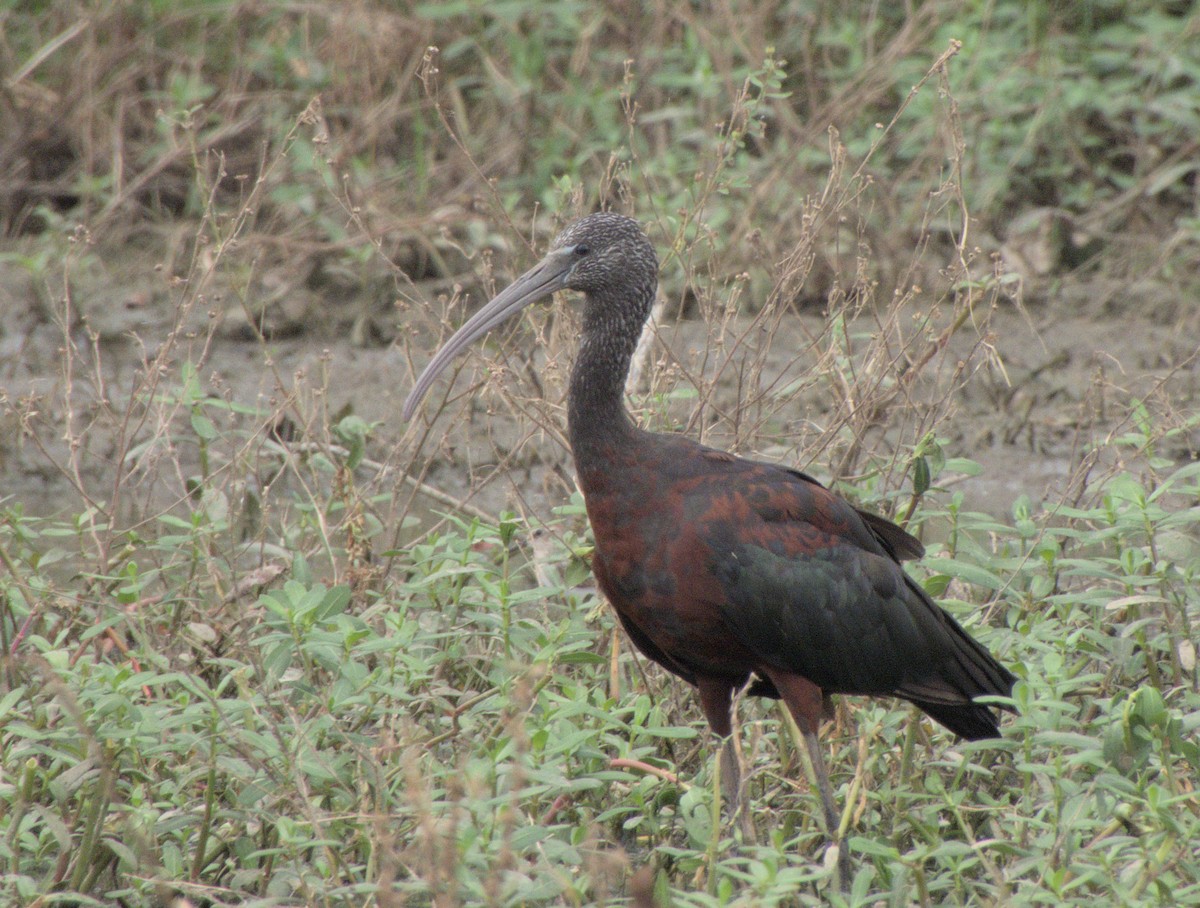 Glossy Ibis - ML482197891