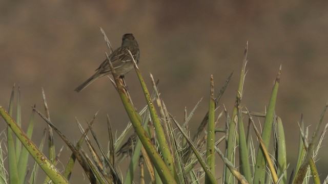 White-crowned Sparrow - ML482198