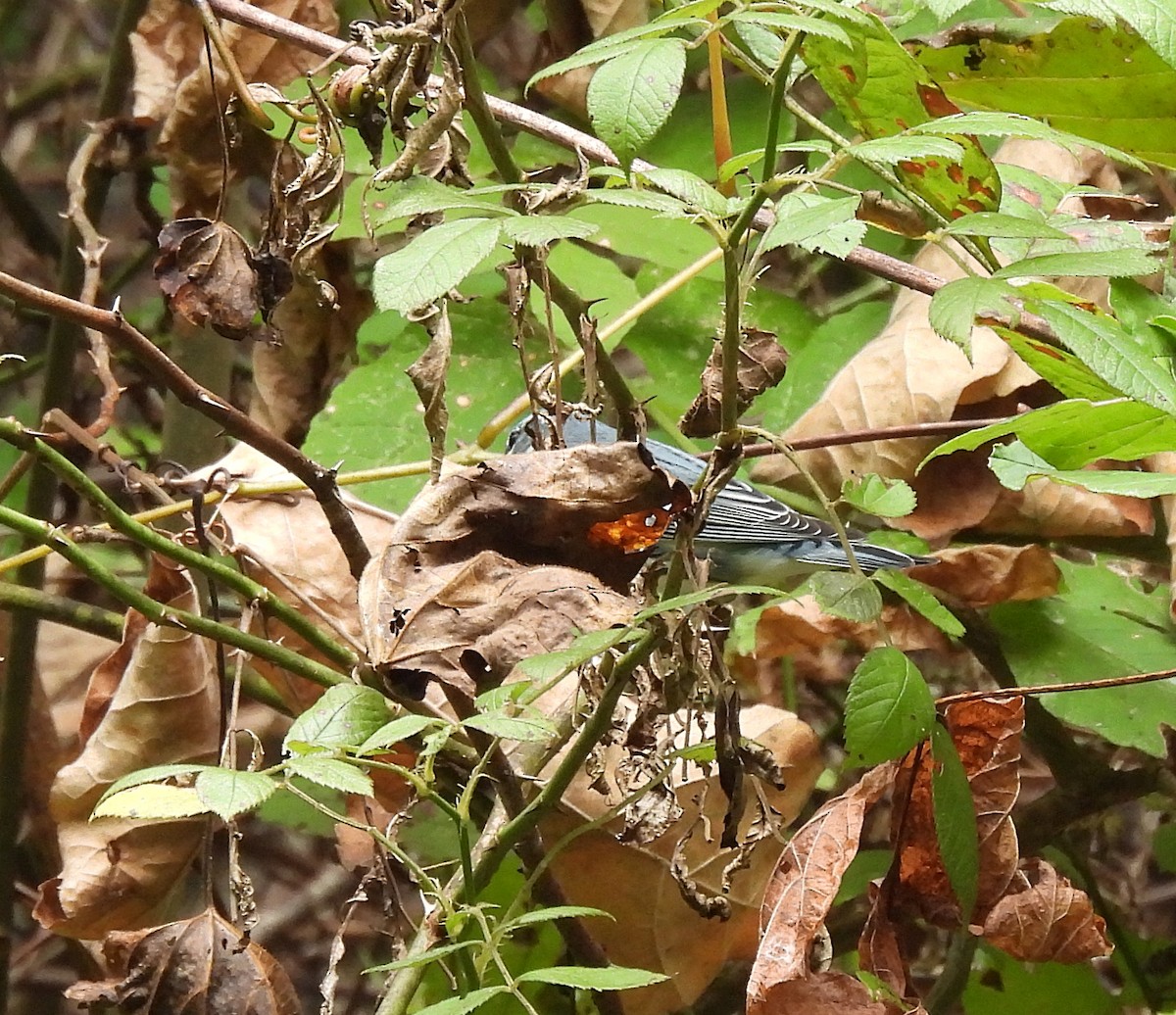 asurparula - ML482198541