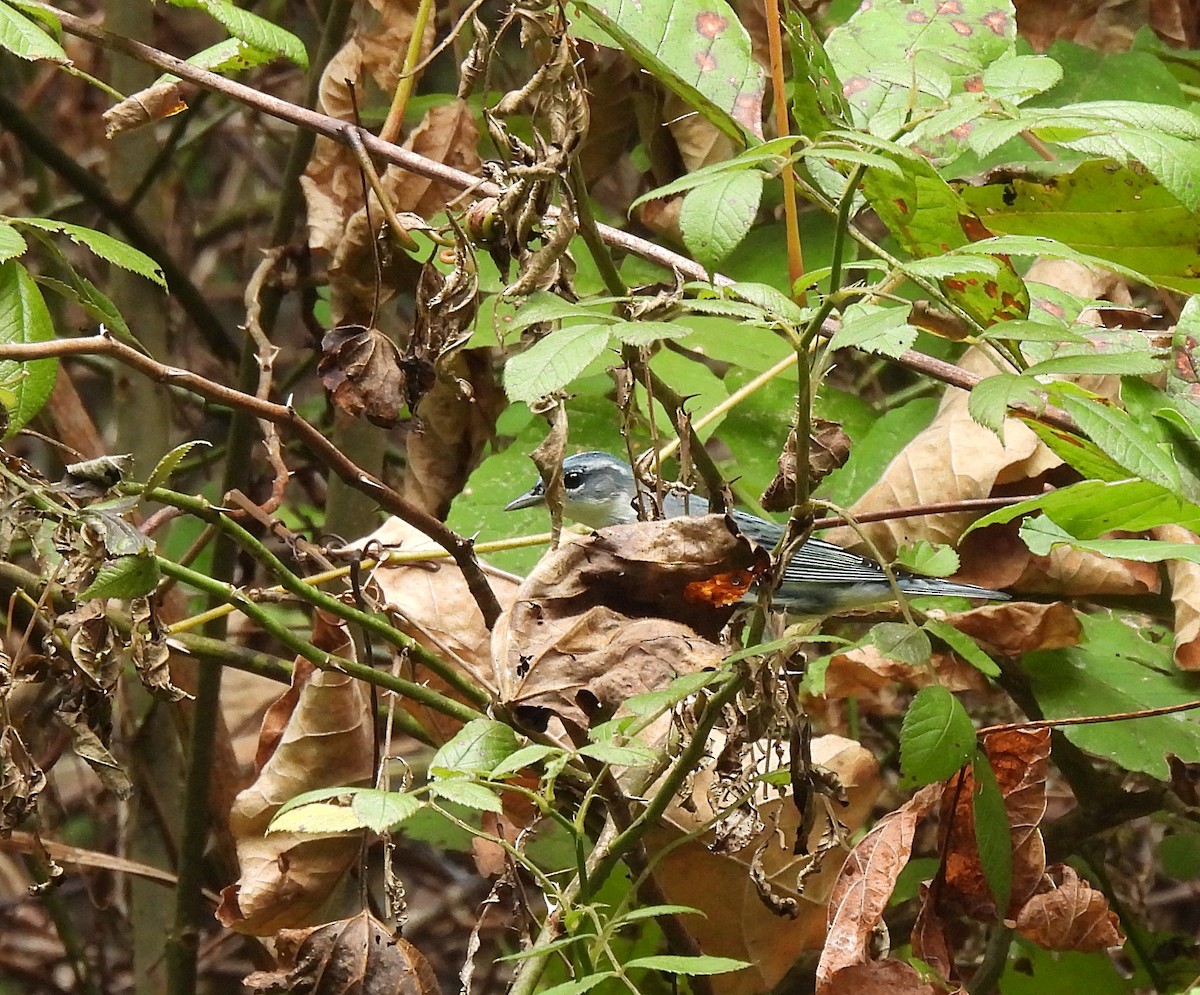 asurparula - ML482198591