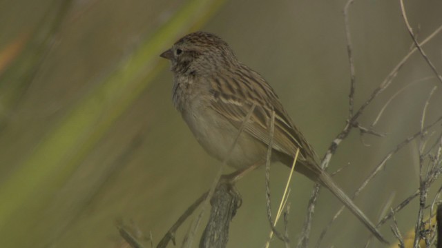 Brewer's Sparrow - ML482199