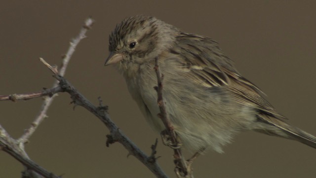 Brewer's Sparrow - ML482200