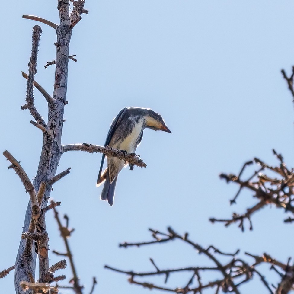 Olive-sided Flycatcher - ML482200121