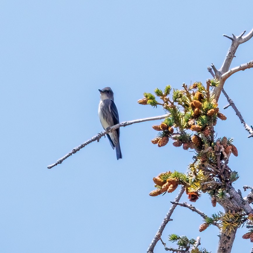 Olive-sided Flycatcher - ML482200241