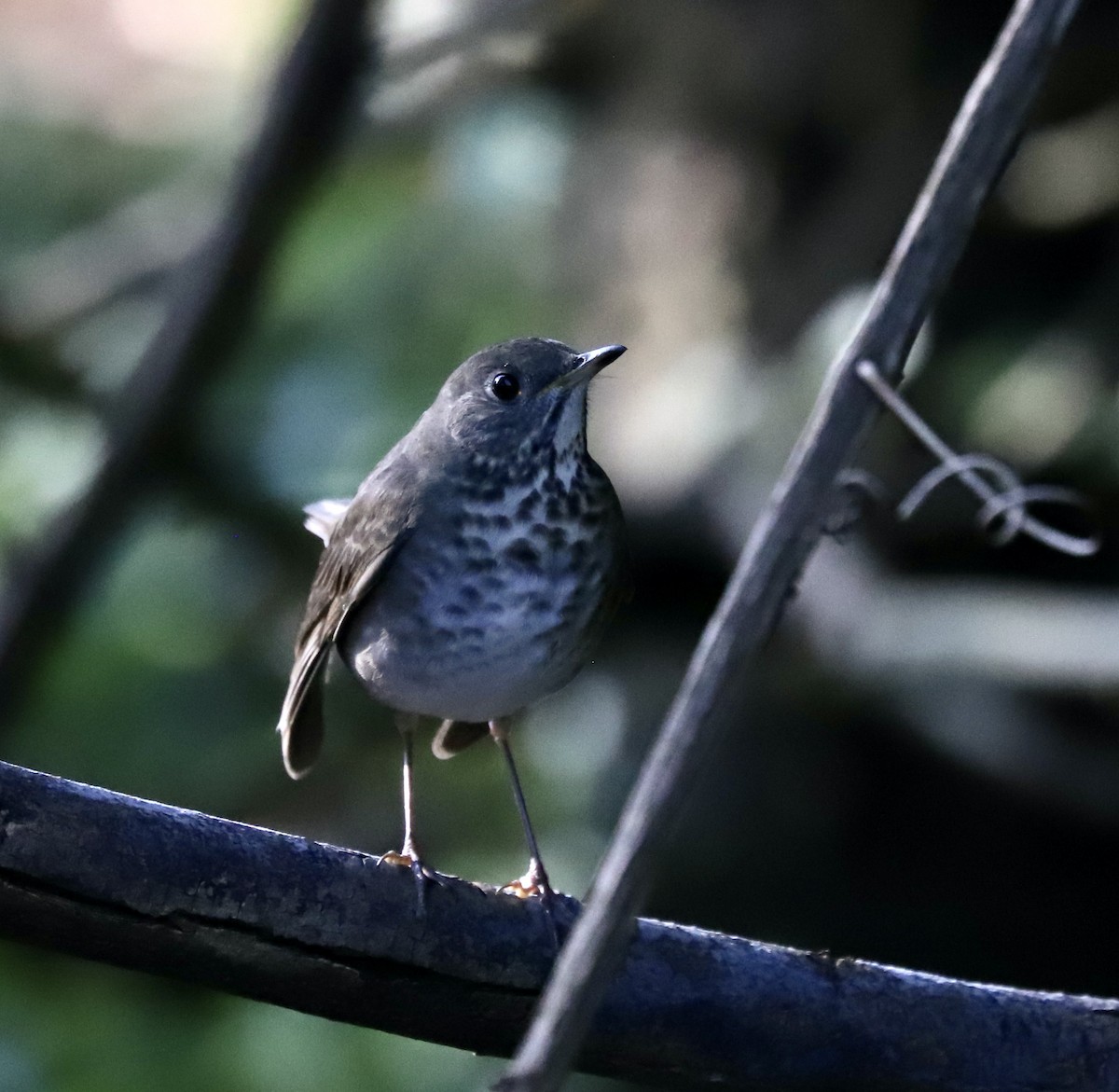 Gray-cheeked Thrush - ML482200721