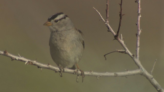 White-crowned Sparrow - ML482201