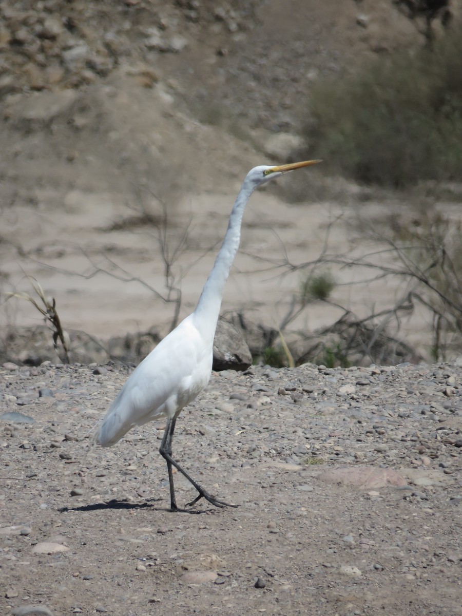 Grande Aigrette - ML482201631