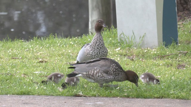 Canard à crinière - ML482201661