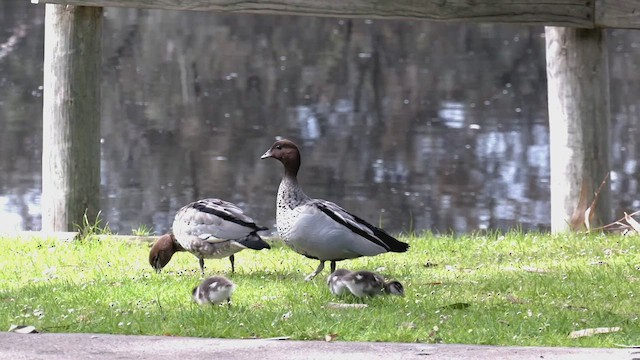 Maned Duck - ML482201671