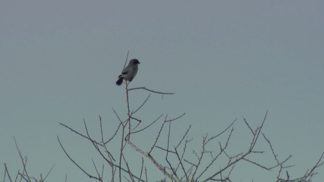 Loggerhead Shrike - ML482203