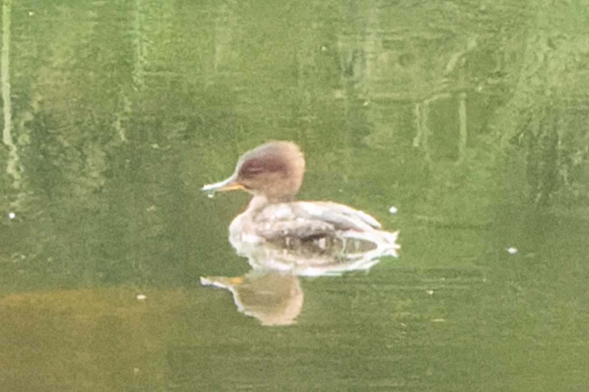 Hooded Merganser - ML482203601