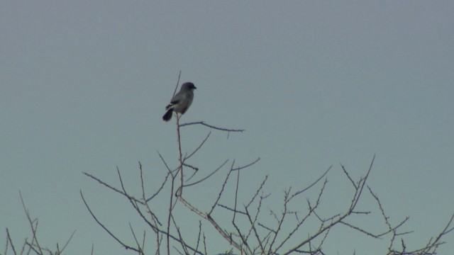 Loggerhead Shrike - ML482204