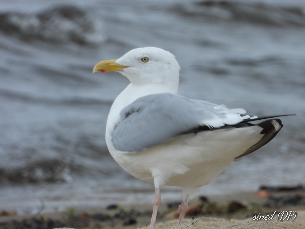 Herring Gull - Denis Provencher COHL