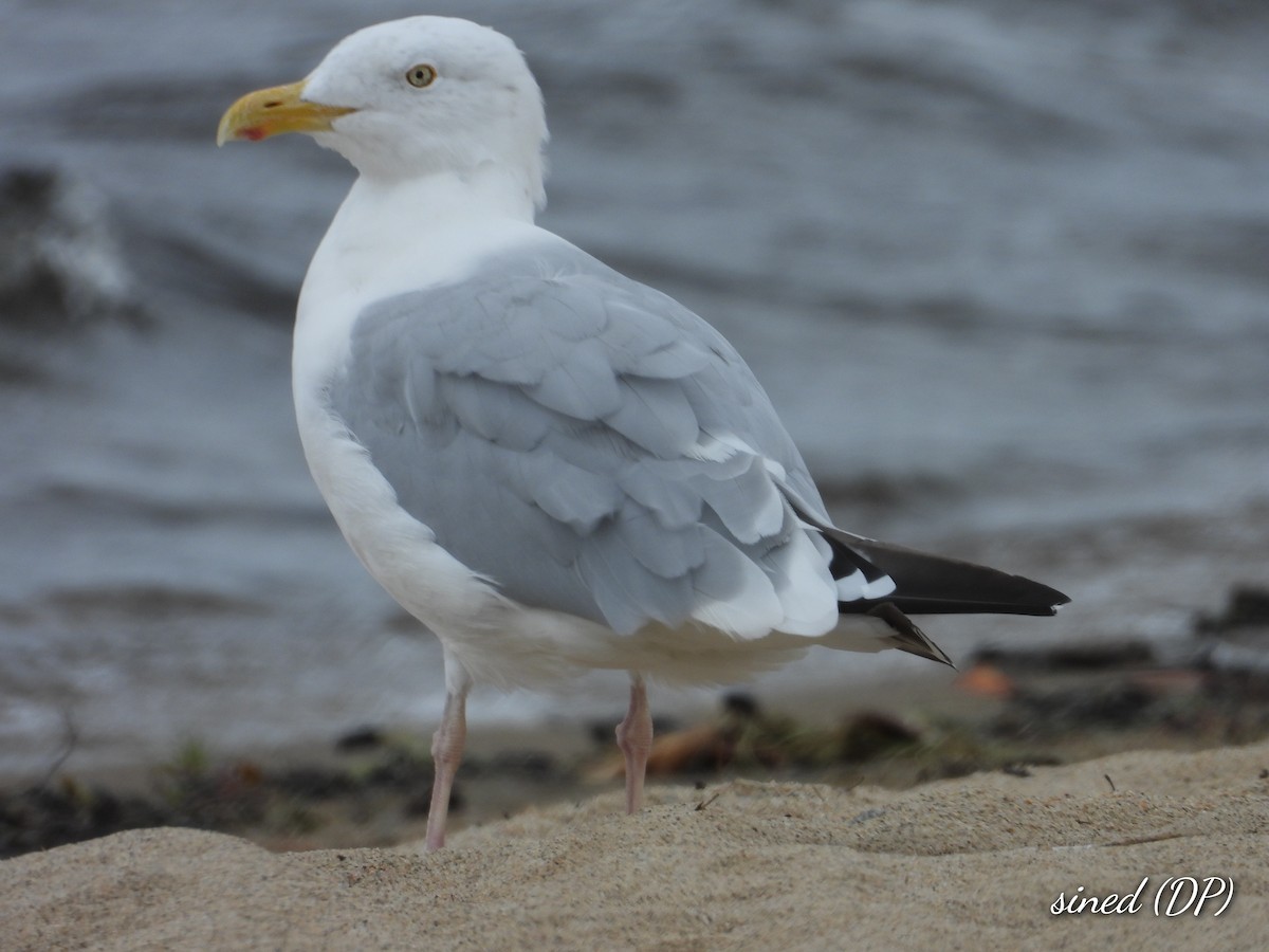 Herring Gull - ML482204251