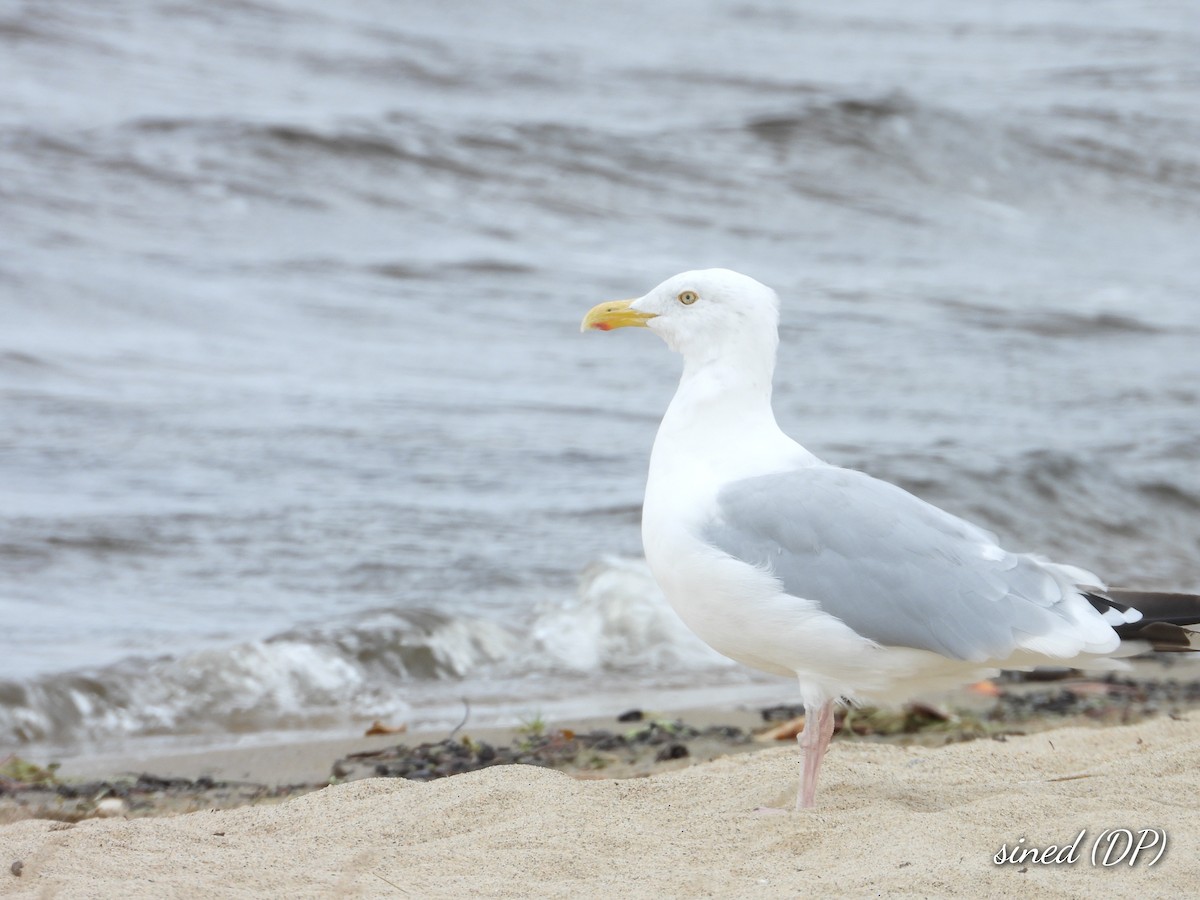 Herring Gull - ML482204261