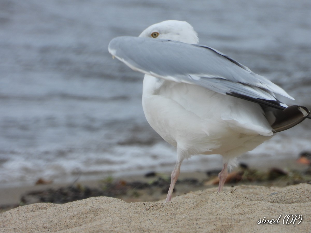 Herring Gull - Denis Provencher COHL