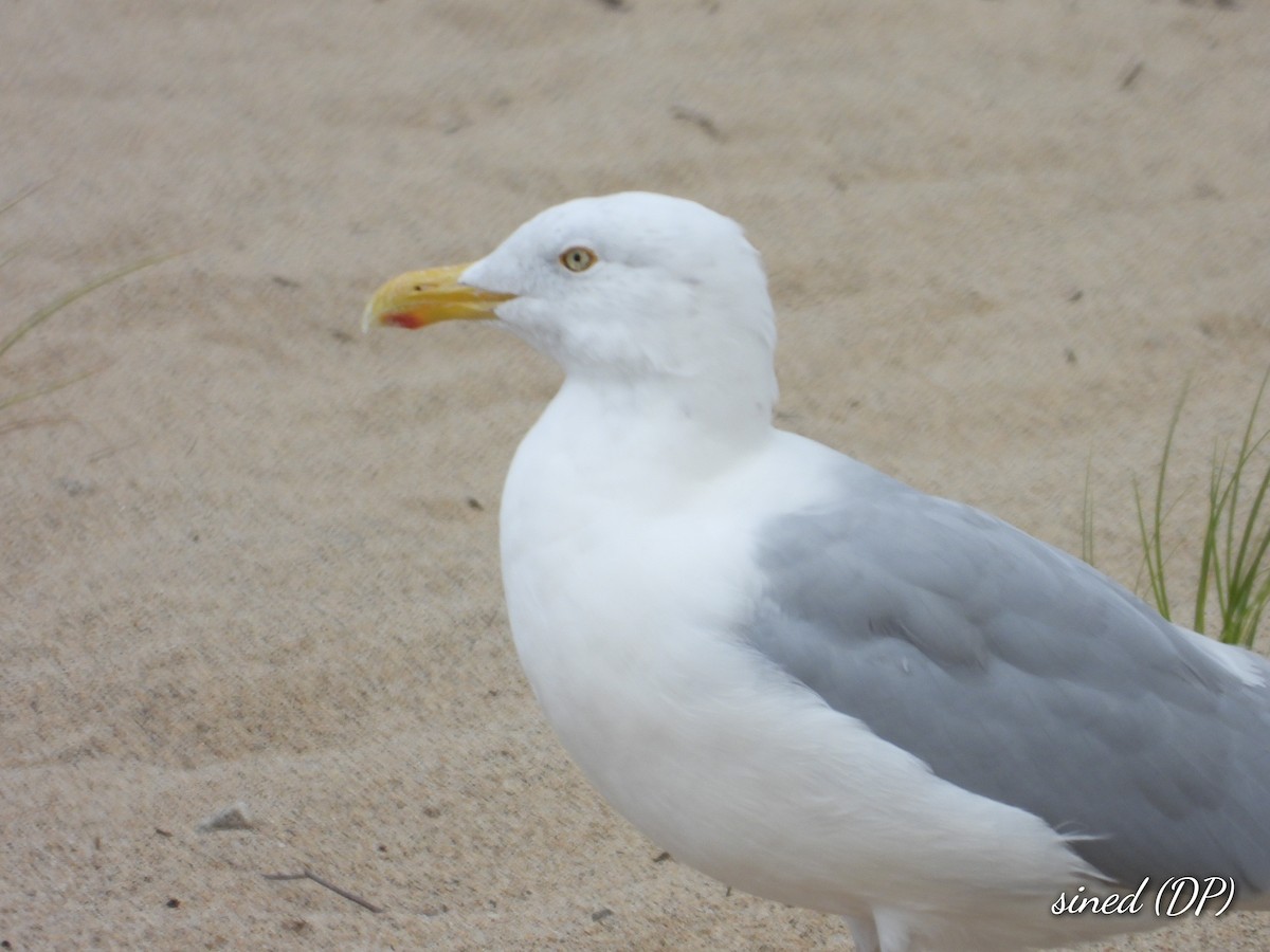 Herring Gull - Denis Provencher COHL