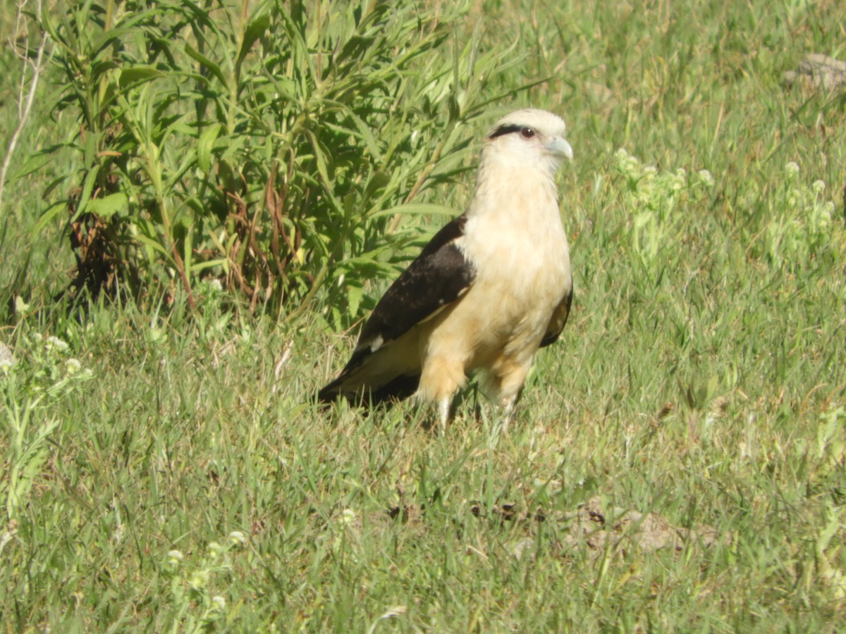 Yellow-headed Caracara - ML482204481