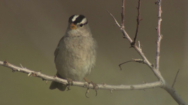 White-crowned Sparrow - ML482205