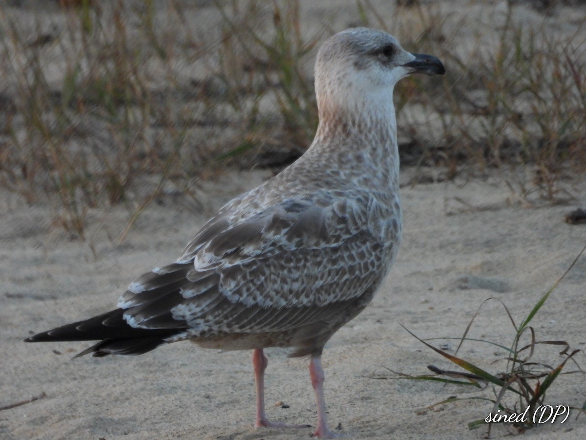 Herring Gull - ML482205661