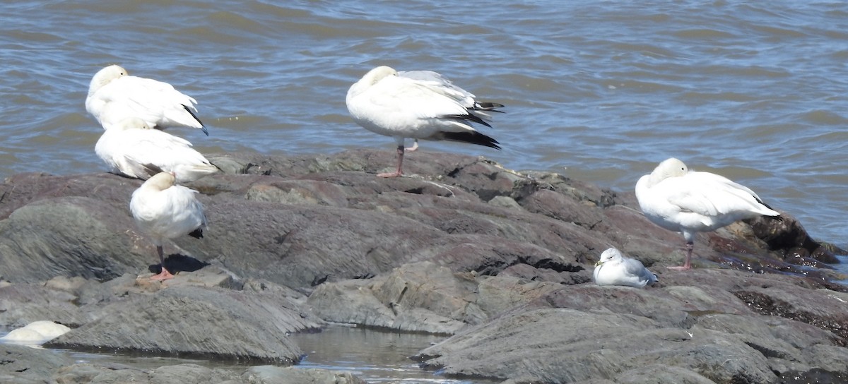 Snow Goose - ML482205871