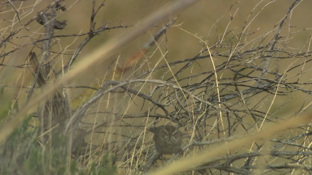 Brewer's Sparrow - ML482206