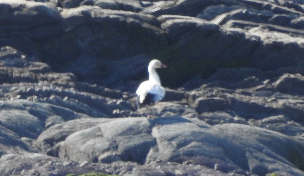 Snow Goose - ML482206121