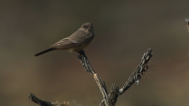 Say's Phoebe - ML482207