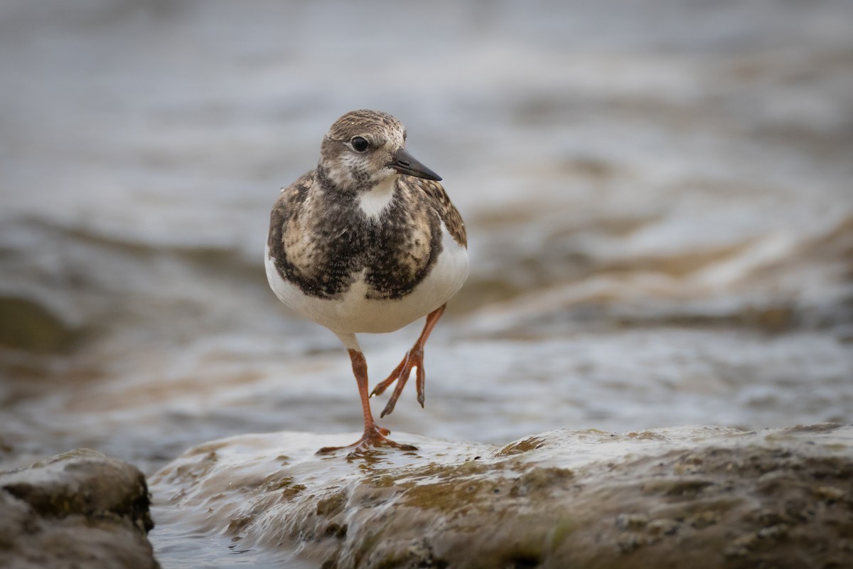 Ruddy Turnstone - ML482207061