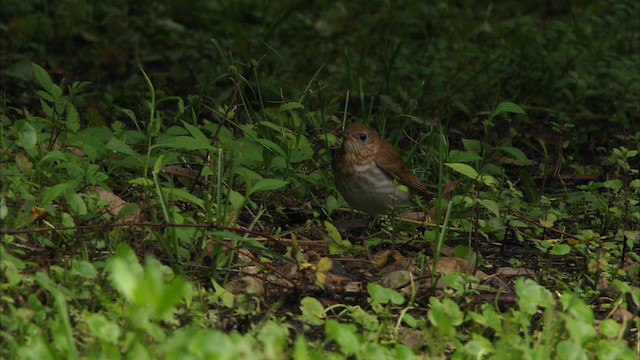 Veery - ML482208