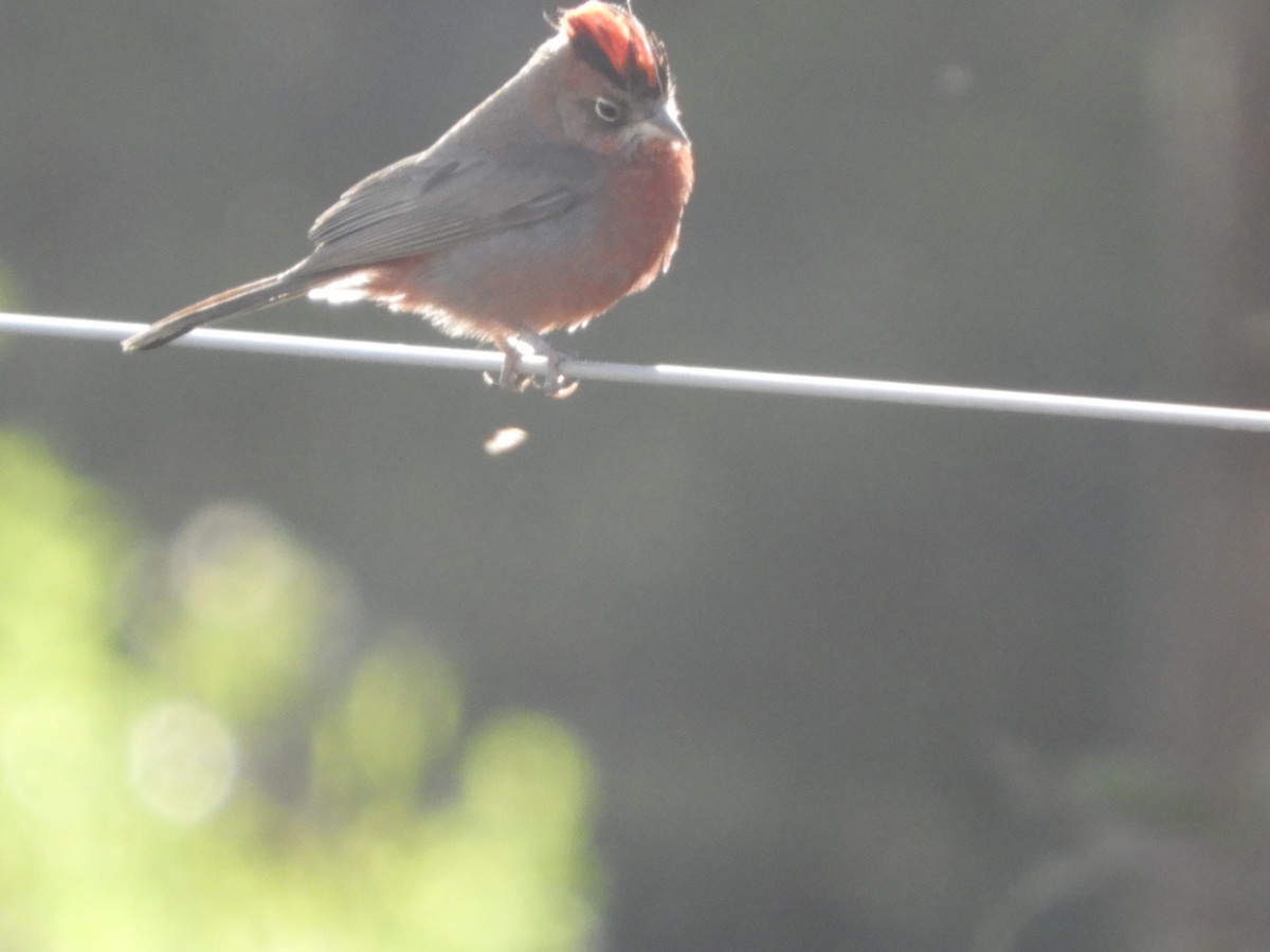 Red-crested Finch - Silvia Enggist