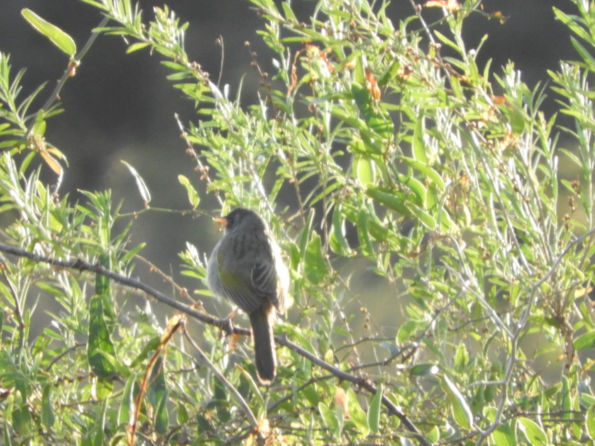 Great Pampa-Finch - ML482208551