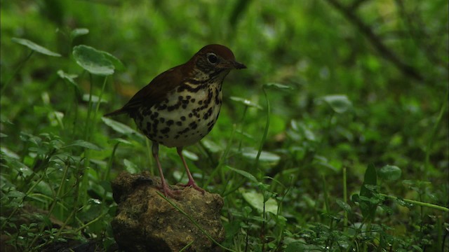 Wood Thrush - ML482209