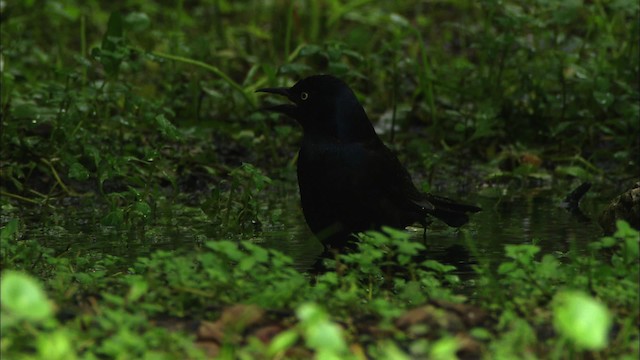 Common Grackle - ML482210