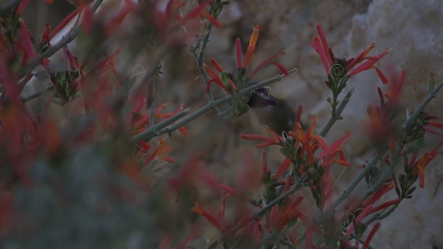 Costa's Hummingbird - ML482211