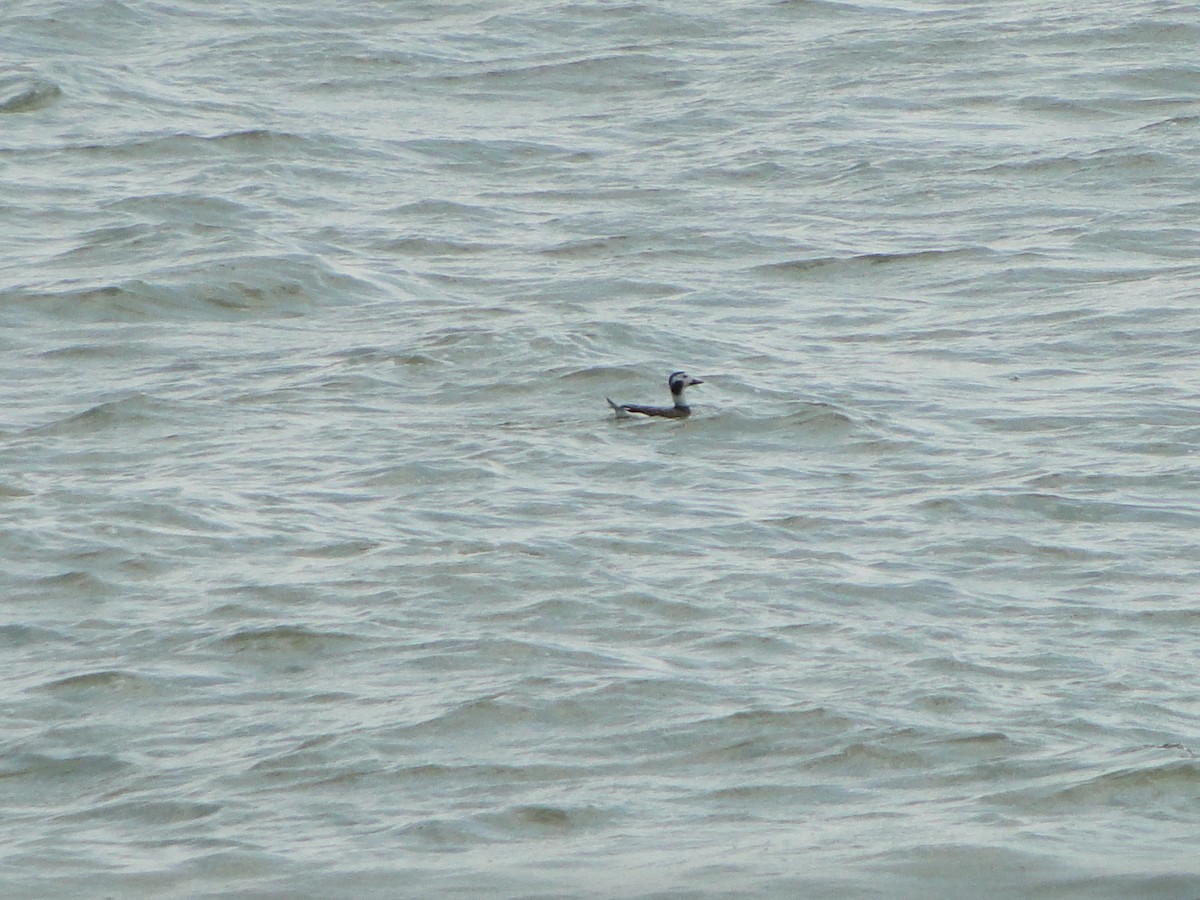 Long-tailed Duck - ML482211371