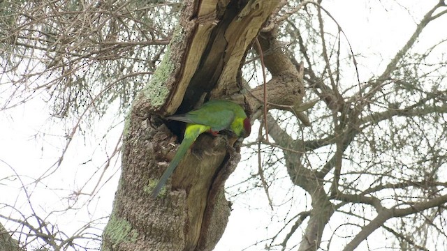 Red-capped Parrot - ML482211381