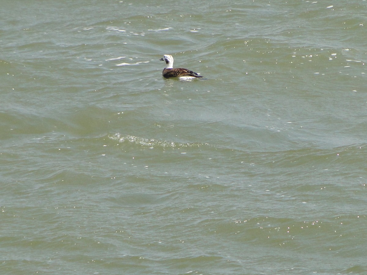 Long-tailed Duck - ML482211491